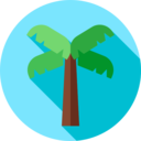 summertime,beach,summer,nature,tropical,botanical,palm tree